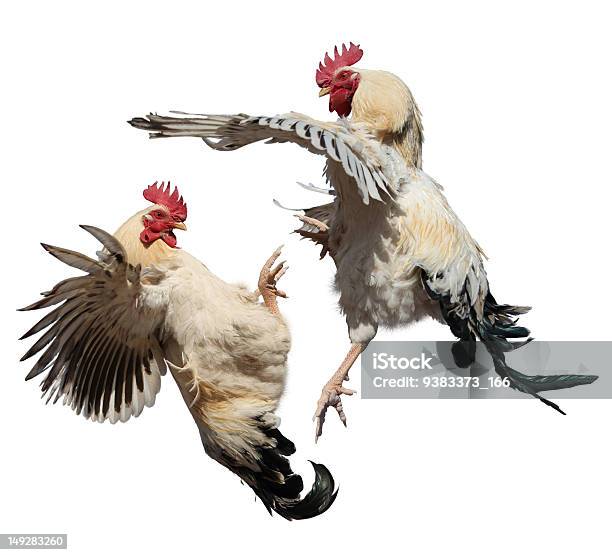 Two Roosters Kung Fu Fighting On A White Background Stock Photo - Download Image Now