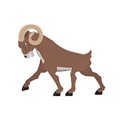 istock Horned ram. Mountain sheep animal 1492834602