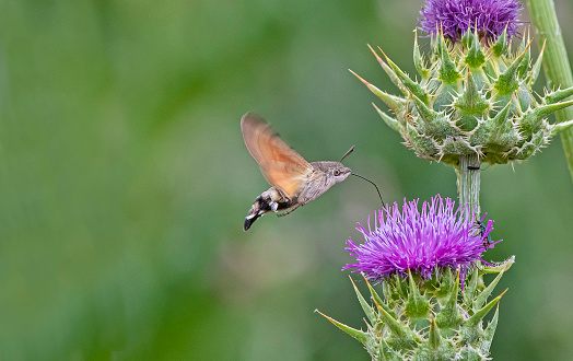 Hummingbird hawk-moth (Macroglossum stellatarum) is a species of moth. It consumes a lot of leaves as a caterpillar.