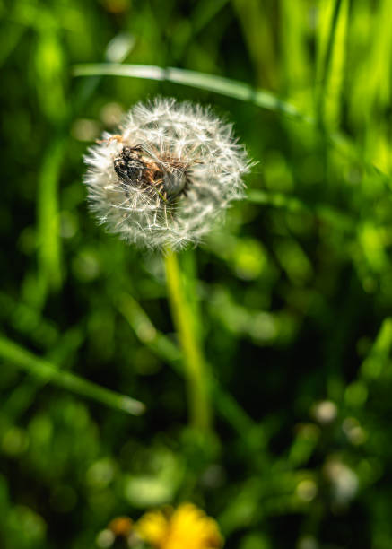 istock White dandelion flowers on a green meadow 1492834746