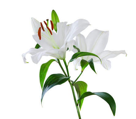 Luxury white fresh easter lily flower on green stem with leaves isolated on white background. Studio shot.