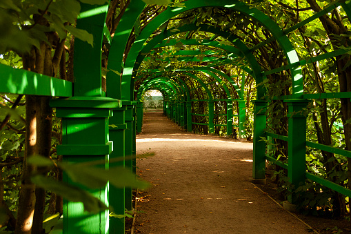 Green wooden arched tunnel covered with plants in park. Sun falling through leaves