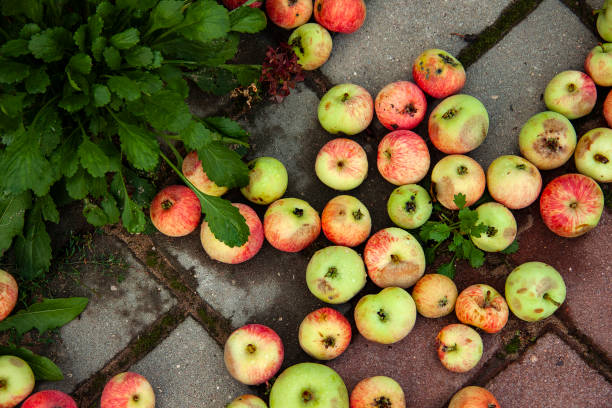 padłe jabłka na tle ziemi. różne kolory i warunki owoców. dojrzałe, niedojrzałe i zgniłe jabłka w sezonie jesiennym. bioodpady organiczne - apple rotting fruit apple tree zdjęcia i obrazy z banku zdjęć