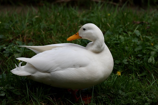 A male mallard seen from above in the boreal forest in autumn.