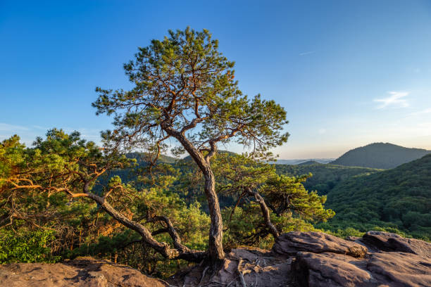 istock Pine Tree Growing on Rock Slevogtfelsen with View of Palatinate Forest during Sunset, Rhineland-Palatinate, Germany 1492836887