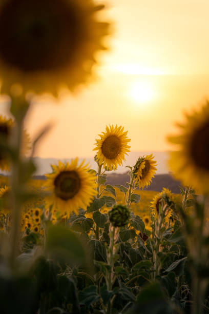 campo de girasoles al atardecer en valensole, francia - sunflower landscape flower field fotografías e imágenes de stock