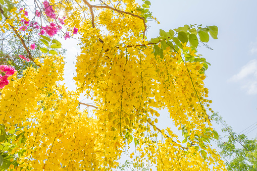 Golden Shower, Cassia Fistula, Purging Cassia, Indian Laburnum, or Pudding-Pipe Tree. Southeast Asia Tropical Yellow Flower tree