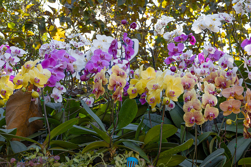 Close up of yellow, white and pink mixed color, called Phalaenopsis Orchids, Orchid background, moth orchid