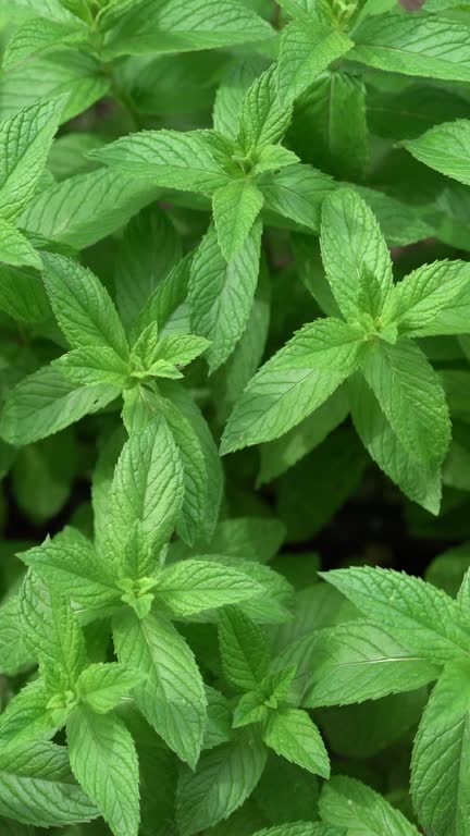 Mint plant, Mentha, growing in the springtime