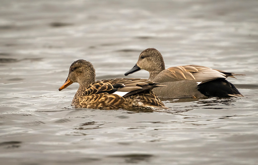A Gadwall duck and drake on the lake at Gosforth Park Nature Reserve.