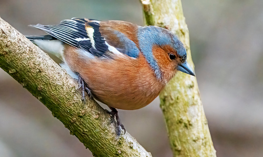 Male Chaffinch in a tree.