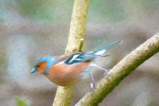 Male Chaffinch in a tree. Post processed to give a painterly effect.