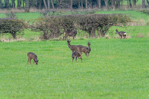 Roe deer in an agricultural field.