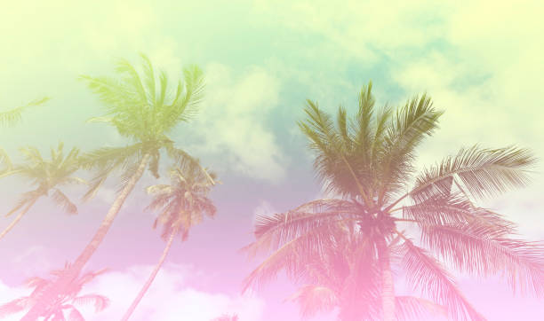 istock Summer with colorful theme as palm trees background as texture frame background 1492838552