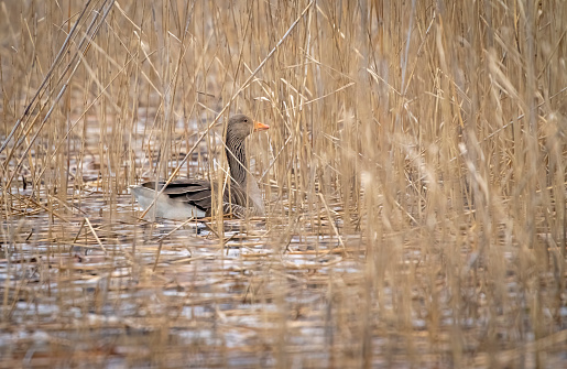 Greylag goose in a reedbed at Gosforth Park Nature Reserve.