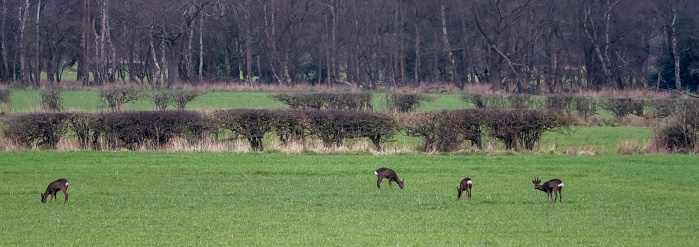 Roe deer in an agricultural field.
