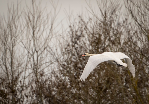 Mute Swan in flight blue sky (Cygnus olor)
