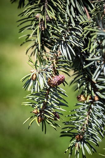 cedar tree branch and new pinecone
