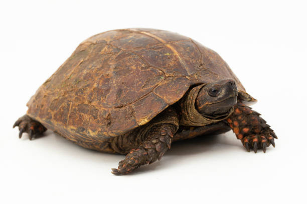 istock The spiny turtle Heosemys spinosa  on white background 1492840196