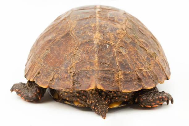 istock The spiny turtle Heosemys spinosa  on white background 1492840211