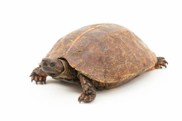 istock The spiny turtle Heosemys spinosa  on white background 1492840237