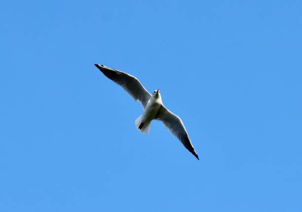 Seagull, gull, flying, sky, wings, blue sky, backgrounds, close-up