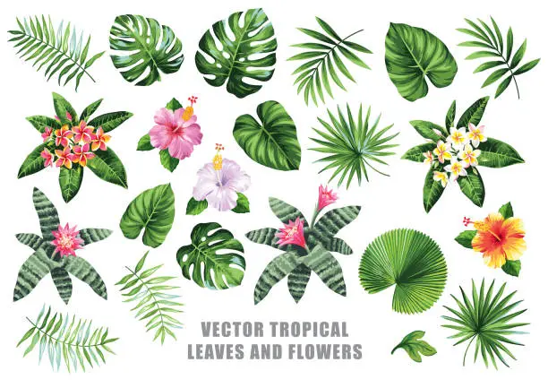 Vector illustration of Tropical collection with exotic flowers and leaves. Vector design isolated elements on the white background.