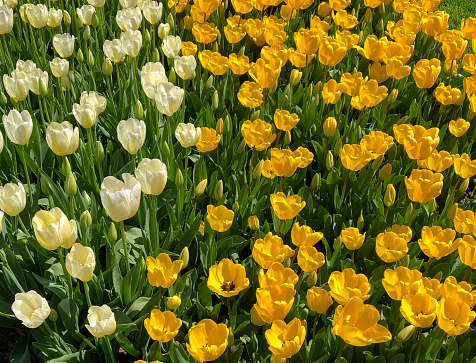 Colorful tulips in a flowerbed in springtime
