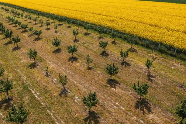 Aerial shot of hazelnut orchard and oilseed rape field in bloom from drone pov, high angle view