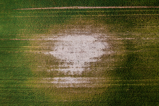 Mudcracks in soil after the flood in cultivated wheat field, aerial shot from drone pov, directly above