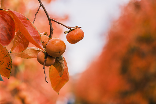 A brunch of persimmons fruit with blurred background, and autumn leaves, Raeburn Orchard, Perth Western Australia