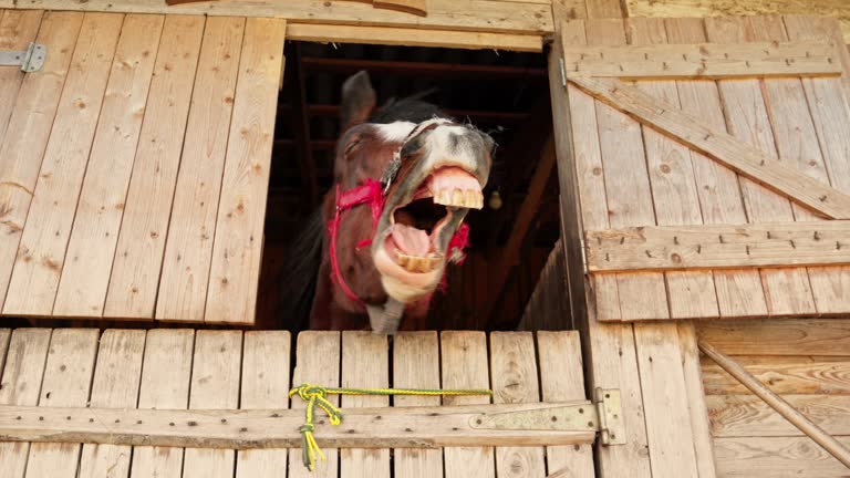 Yawning funny horse in stable. Portrait of horse with opening mouth.