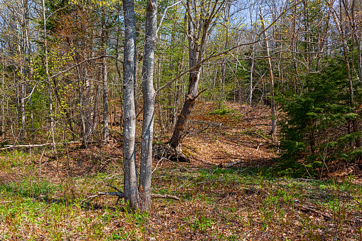 View off a hiking trail of a sloping forest in the Maine woods in the spring.