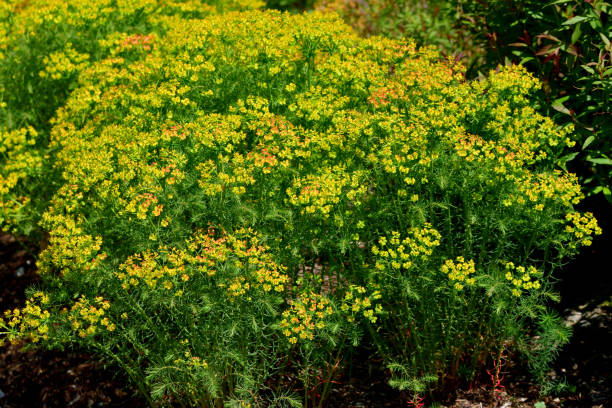 Euphorbia cyparissias / Cypress Spurge Euphorbia cyparissias, or Cypress Spurge, is a perennial herb with erect stems, narrow and needle-like leaves, and yellow, crescent-shaped glands on the rim of its cup-shaped flowers. The flowers appear in spring and early summer, consisting of lime-yellow bracts that slowly fade to red-orange as they mature. It spreads by rhizomes and can be quite invasive. cypress spurge stock pictures, royalty-free photos & images