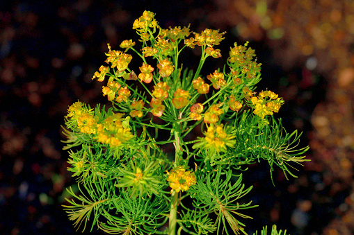 Euphorbia cyparissias, or Cypress Spurge, is a perennial herb with erect stems, narrow and needle-like leaves, and yellow, crescent-shaped glands on the rim of its cup-shaped flowers. The flowers appear in spring and early summer, consisting of lime-yellow bracts that slowly fade to red-orange as they mature. It spreads by rhizomes and can be quite invasive.