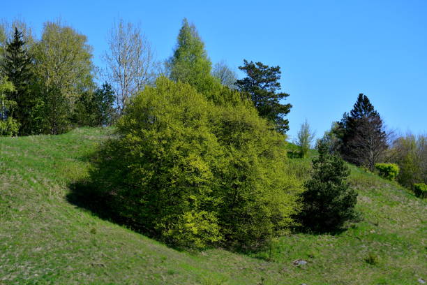 istock A view of a massive batch of trees growing on a massive hill covered with shrubs, grass, and other flora spotted on a sunny summer day during a hike on a Polish countryside 1492850030