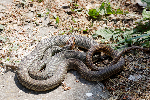 The Caspian whipsnake (Dolichophis caspius, sometimes also Coluber caspius) also known as the large whipsnake (among various other species in genus Dolichophis/Coluber), is a common species of whipsnake found in the Balkans and parts of Eastern Europe.\nDescription:\nThe Caspian whipsnake is perhaps the largest species of snake in Europe. It typically grows to around 140–160 cm in length, though a few may exceed a length of 200 cm. The record sized specimen was approximately 250 cm. Body mass can be commonly from 120 to 673 g. This species is not venomous and is mostly active during the day. The head is joined to the body by a thick neck. Its pupils are round. Nineteen rows of smooth scales can be found at the middle body, though rarely there may be seventeen. Dorsal scales each have two apical pits at the posterior edge. The center of the scale is lighter in colour than the edges. The dorsal side is grey-brown and features markings which are distinctive in juveniles and young snakes but fade with age. The ventral side is light yellow or white (source Wikipedia).\n\nThis Picture is made during a Vacation in Bulgaria in May 2018.