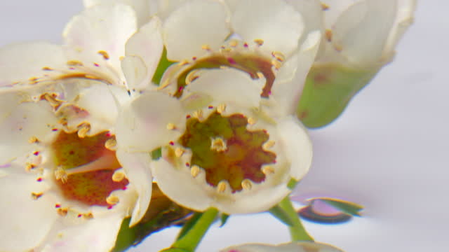 White delicate flowers.Stock footage. A small branch with flowers is lowered into the water and completely enveloped