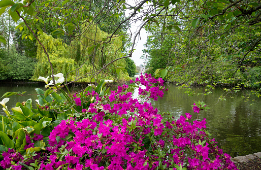 A peaceful corner beside the lake in St James’s Park in Central London. A magenta azalea is in the foreground and the buildings of Horse Guards and Whitehall are just peeping between the trees in the distance.