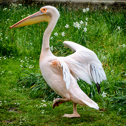 A pelican, daintily stepping out in what appears to be a gavotte, in St James’s Park, Central London, on a spring day.
