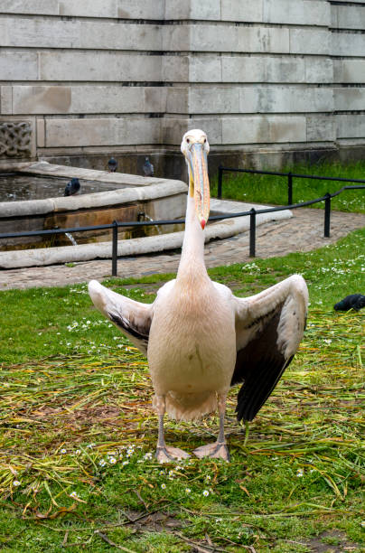 istock Front view of a pelican in St James's Park, London 1492851583