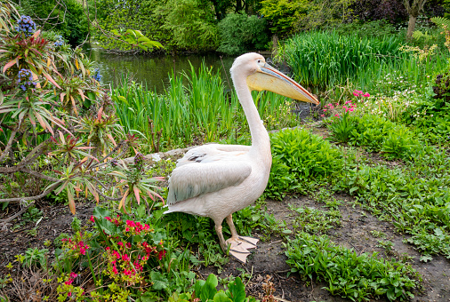 A pelican standing in a flowerbed beside the lake in St James’s Park, Central London, on a spring day.