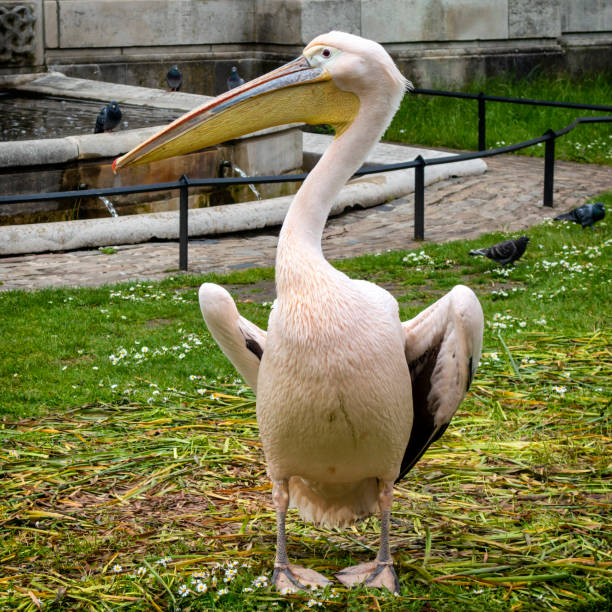 istock Pelican in St James's Park, Central London 1492851653