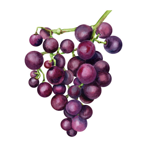 보라색 포도 한 무리. 흰색 배경에 분리된 수채화 그림 - grape bunch cabernet sauvignon grape isolated stock illustrations