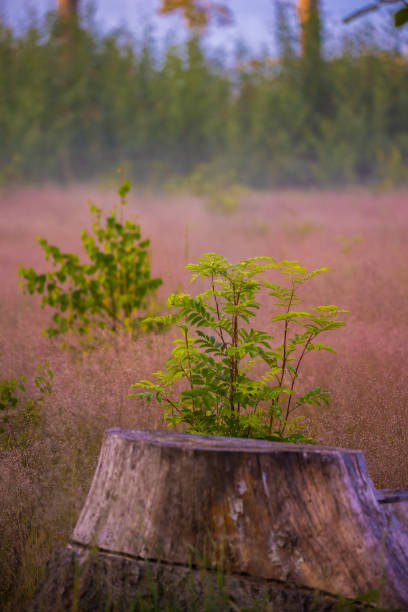 Enchanting Wilderness: Native Plants Flourishing in Summer's Embrace in Northern Europe