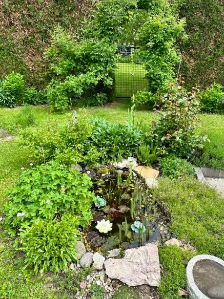 istock Beautiful water pond surrounded by trimmed bushes in the backyard 1492857819