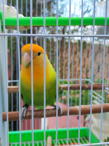 Cute Yellow and Green Budgie Wait on Cage Door