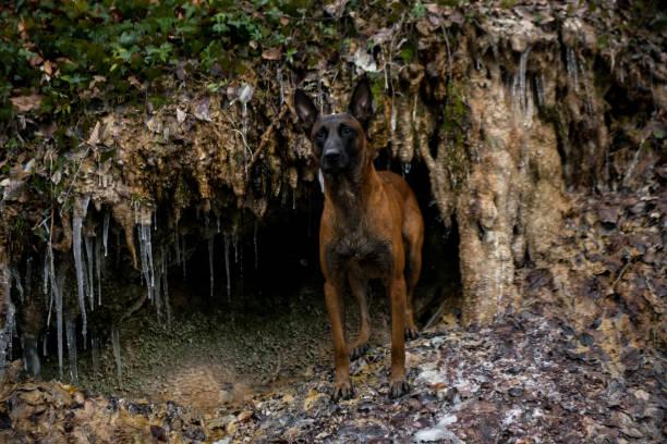 istock Majestic Belgian Shepherd Dog Exploring the Forest 1492859927