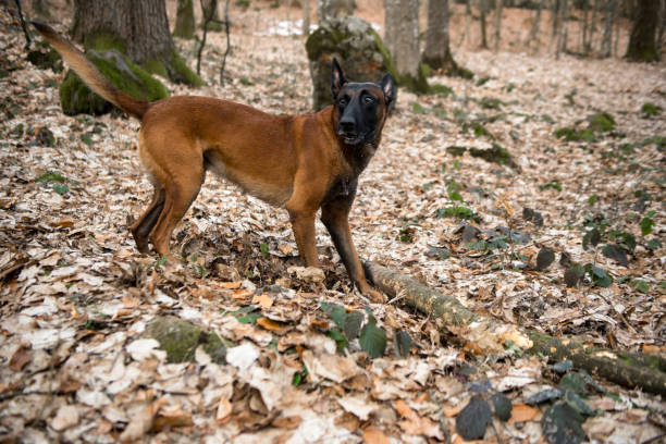 Immerse yourself in the captivating wilderness with our Belgian Shepherd companion. Witness the majesty of nature as this active and loyal dog gracefully explores the enchanting forest, blending harmoniously with the vibrant foliage. Experience the beauty of this playful canine amidst an outdoor adventure of a lifetime.