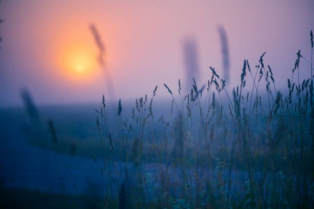 istock Nature's Dawn Choreography: Silhouetted Summer Plants in Morning Glow 1492861018